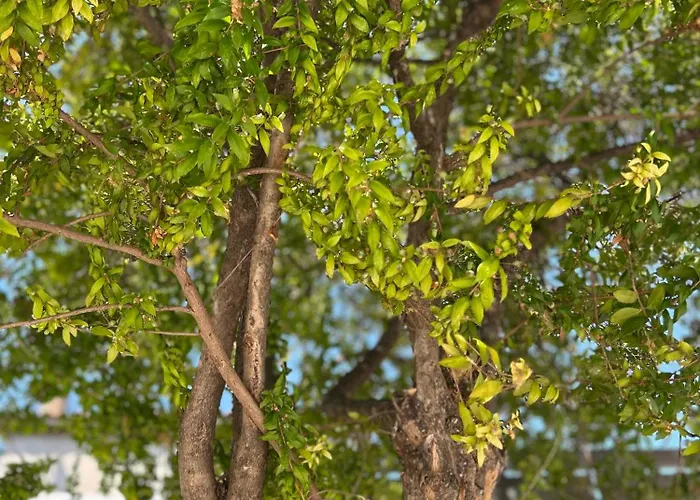 Fior di Mirto